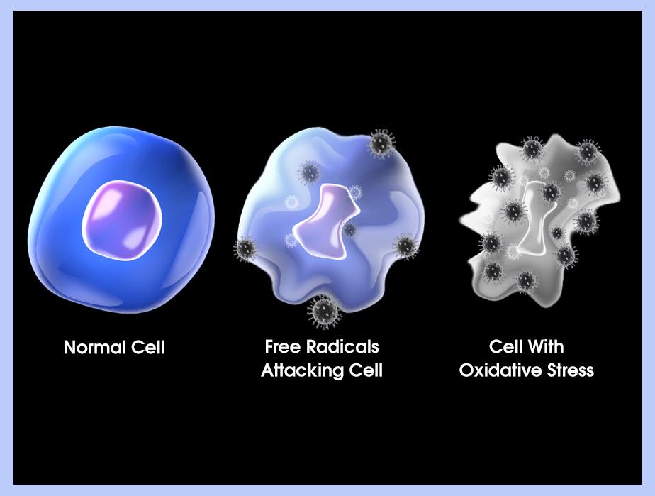 oxidative